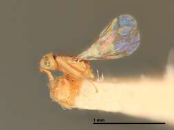 Image de Cheiloneuromyia planchoniae (Howard 1896)