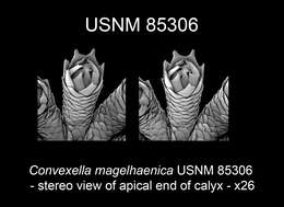 Image of Convexella magelhaenica (Studer 1879)