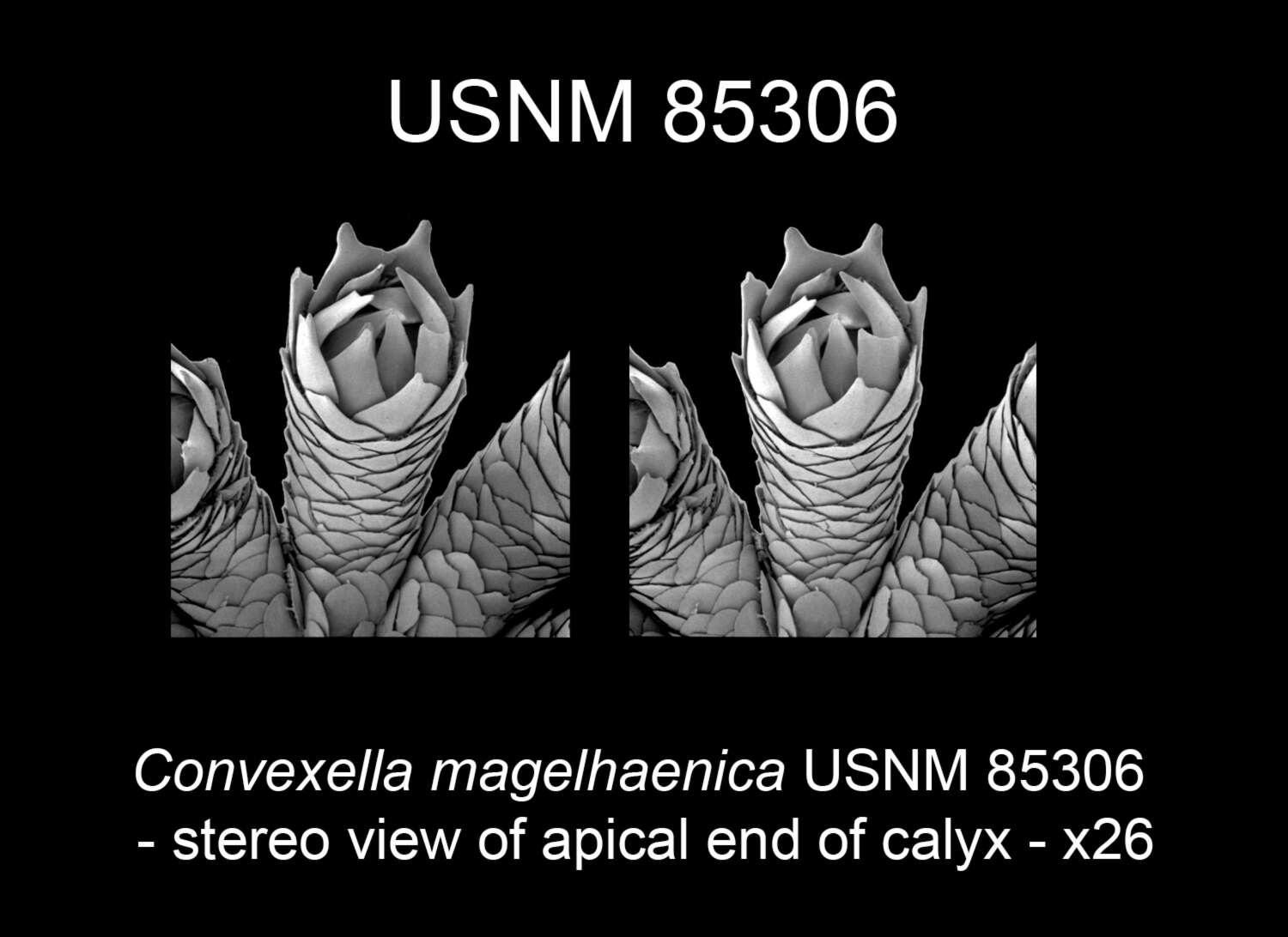 Image of Convexella magelhaenica (Studer 1879)