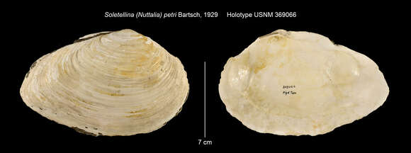 Image de Nuttallia petri (Bartsch 1929)