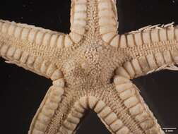 Image of Astropecten cingulatus Sladen 1883