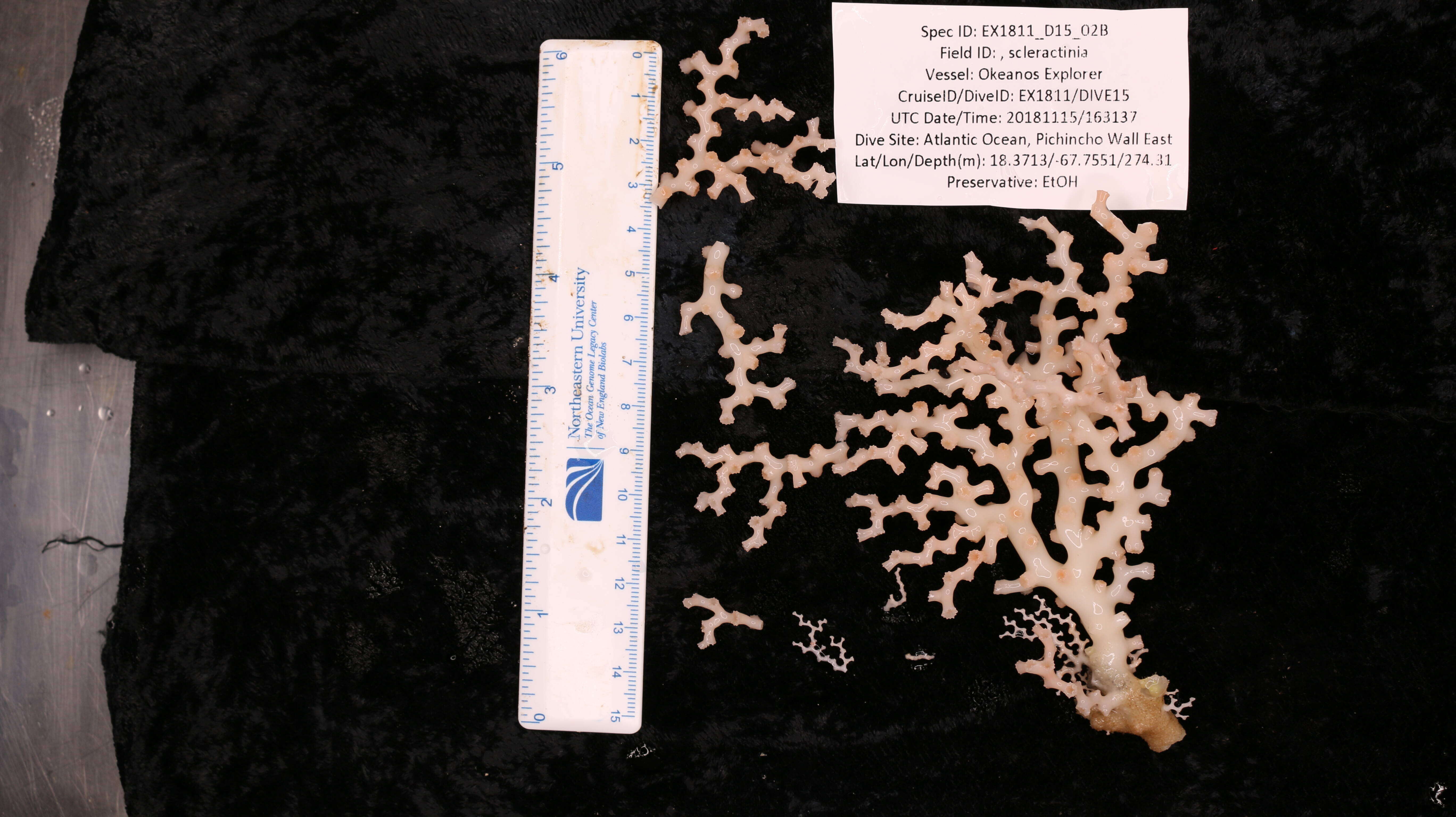 Image of Carolina's Ivory Coral