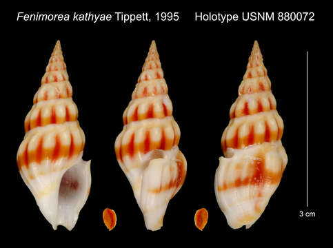 Image of Fenimorea kathyae Tippett 1995