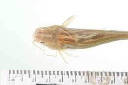 Image of Striped catfish