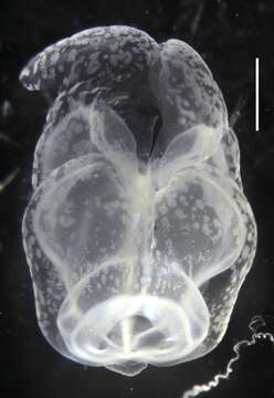 Image of Apolemia rubriversa Siebert, Pugh, Haddock & Dunn 2013