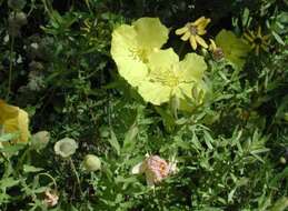 Imagem de Oenothera hartwegii subsp. pubescens (A. Gray) W. L. Wagner & Hoch