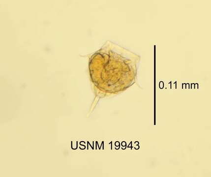 Image of Lecane monostyla (Daday 1897)