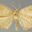 Image of Certima inumbrata Dognin 1916