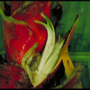 Image of Heliconia rodriguensis Aristeg.