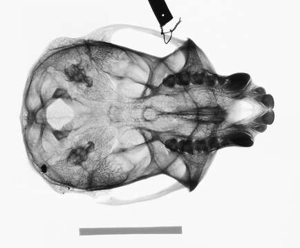 Image of Cercopithecus nictitans nictitans (Linnaeus 1766)