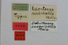 Image of Odontocera scabricollis Melzer 1935