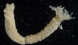 Image de Parasabella microphthalma (Verrill 1873)