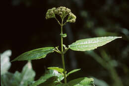 Image of islandthicket thoroughwort