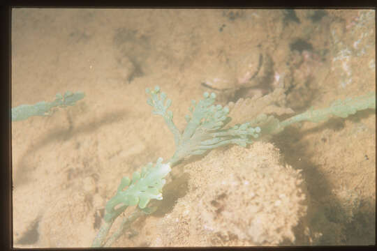 Image of Sea Grape