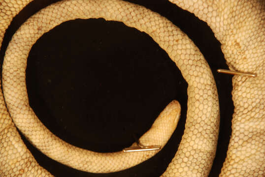 Image of Graceful Small Headed Seasnake