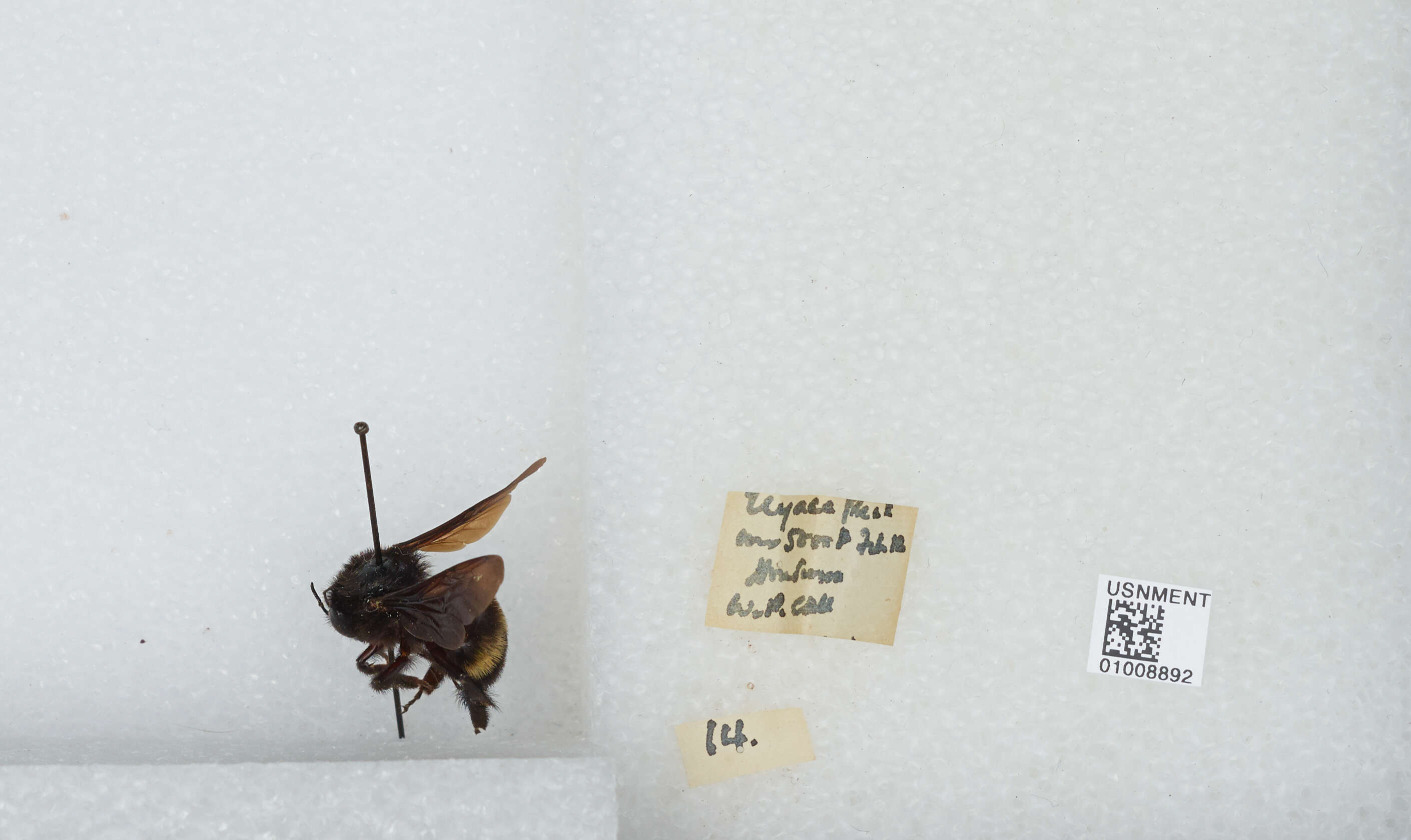 Image of Bombus breviceps Smith 1852