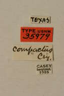 Image of Hypermallus compactus Casey 1914