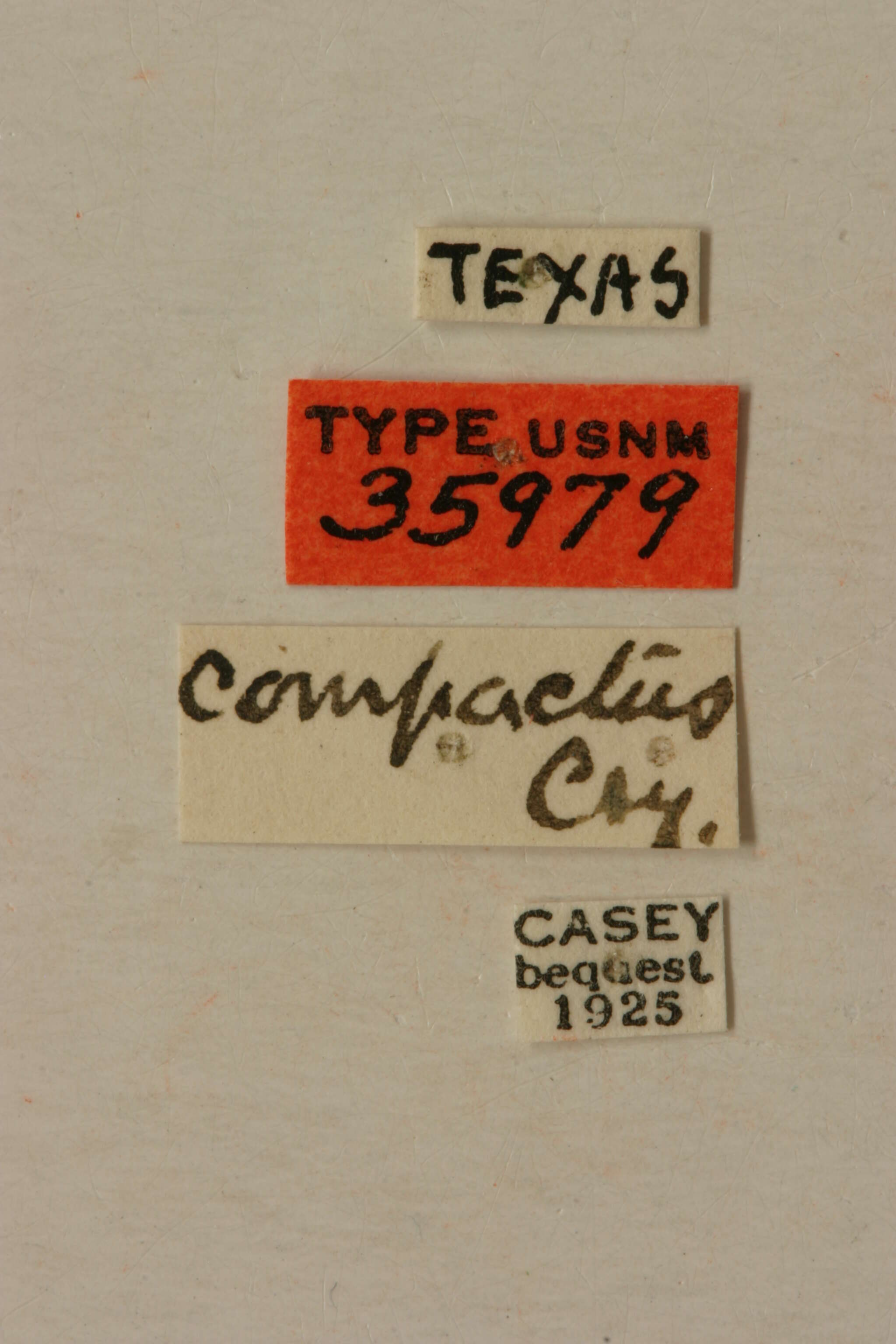 Image of Hypermallus compactus Casey 1914