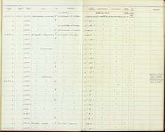 Plancia ëd Arremonops conirostris conirostris (Bonaparte 1850)