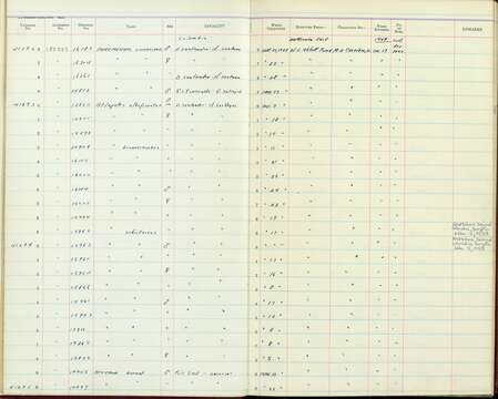 Plancia ëd Arremonops conirostris conirostris (Bonaparte 1850)