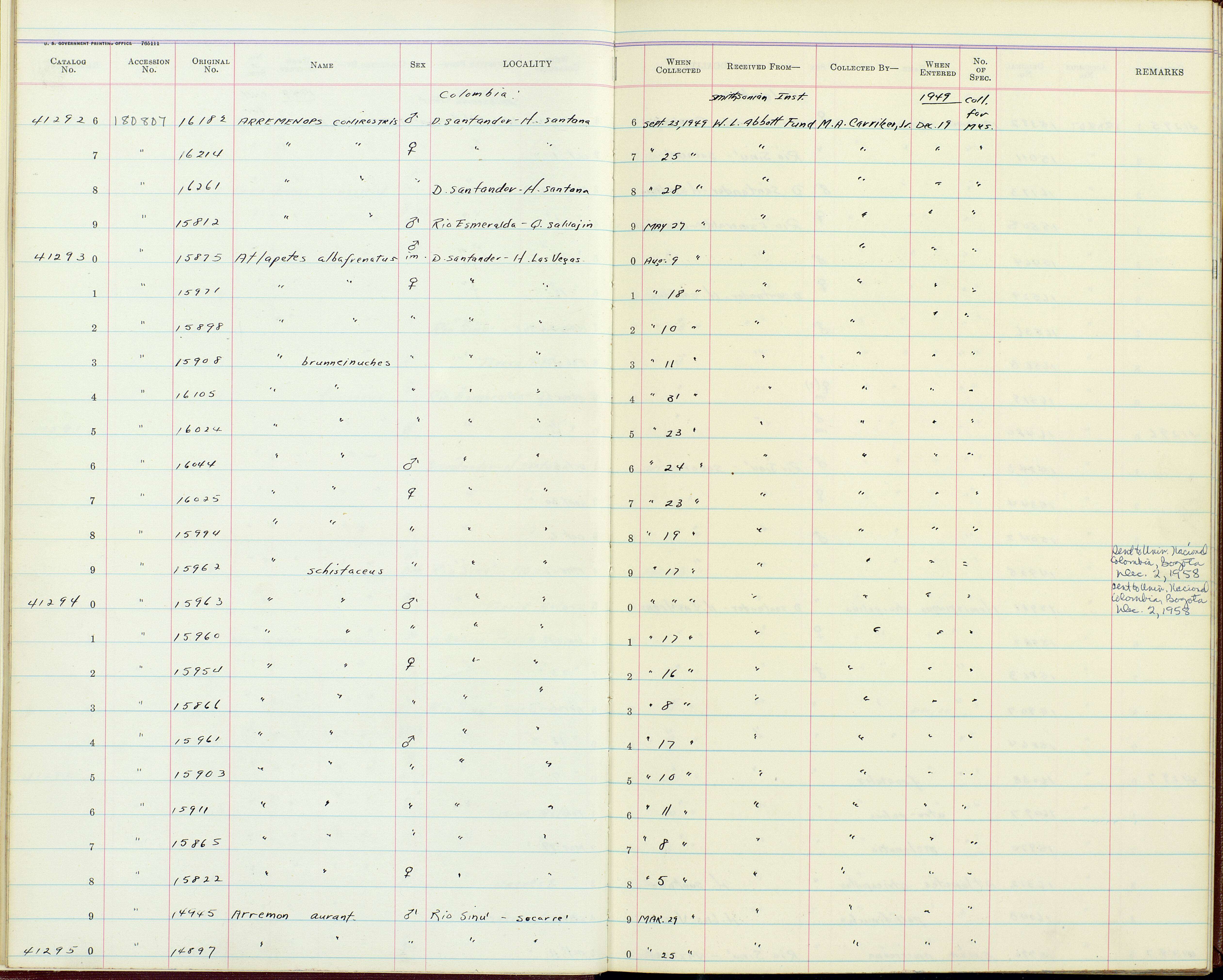 Plancia ëd Arremonops conirostris conirostris (Bonaparte 1850)