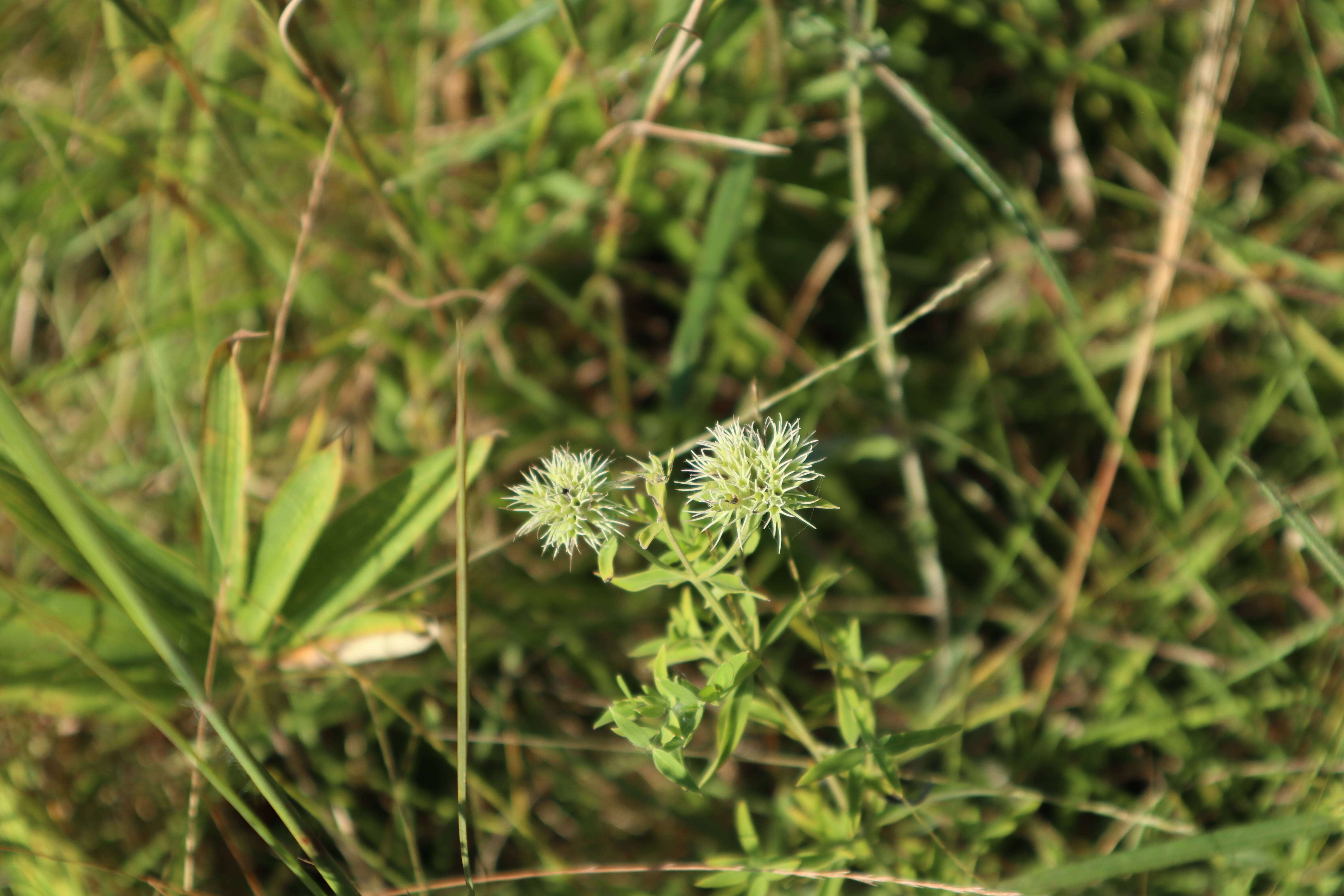 Pycnanthemum flexuosum (Walter) Britton, Sterns & Poggenb. resmi