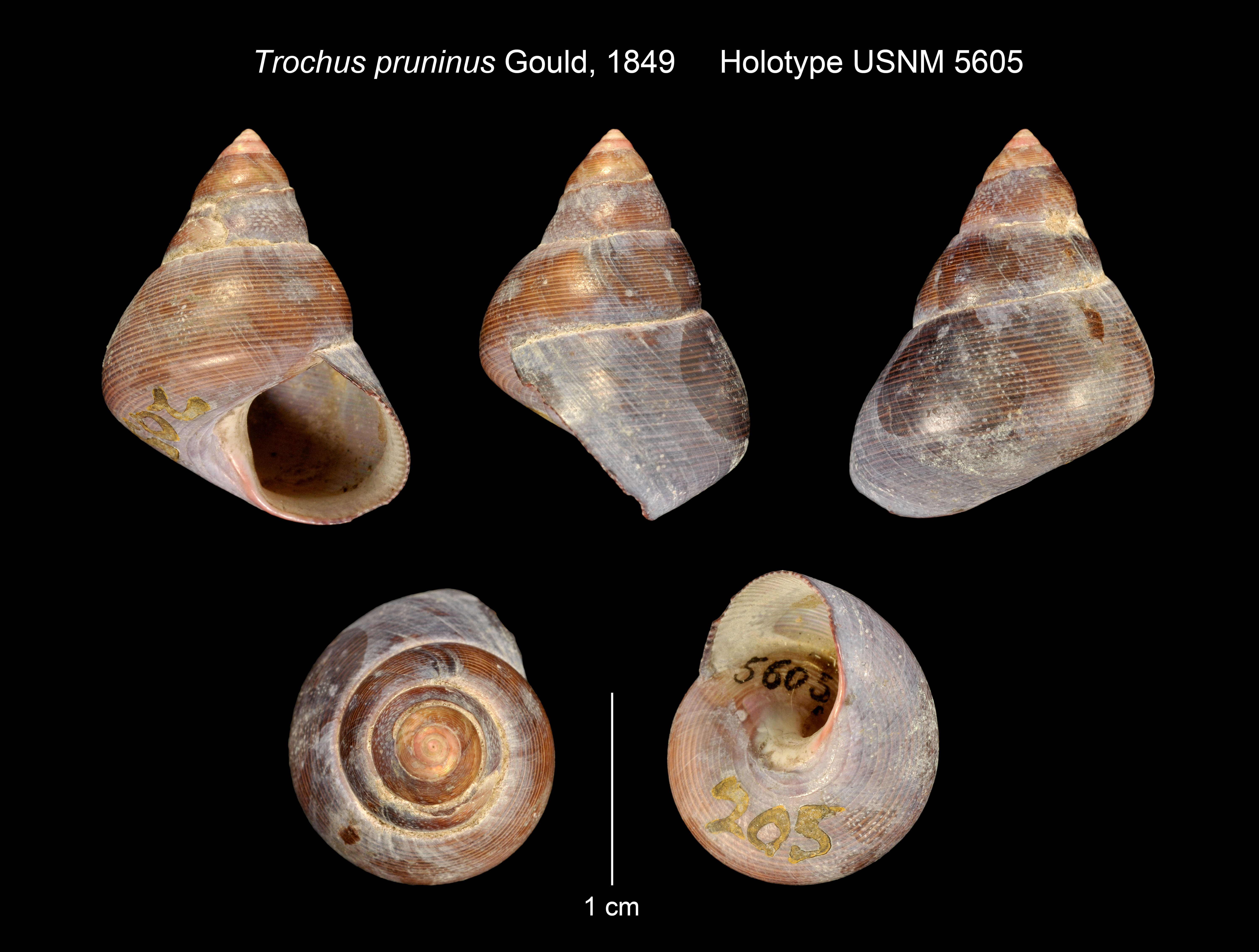 Image of Trochus pruninus Gould 1849