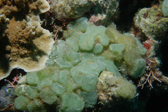 Image of Button weed