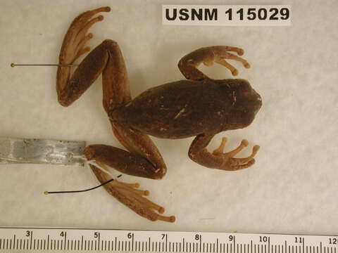 Image of Semiacuatic Treefrog