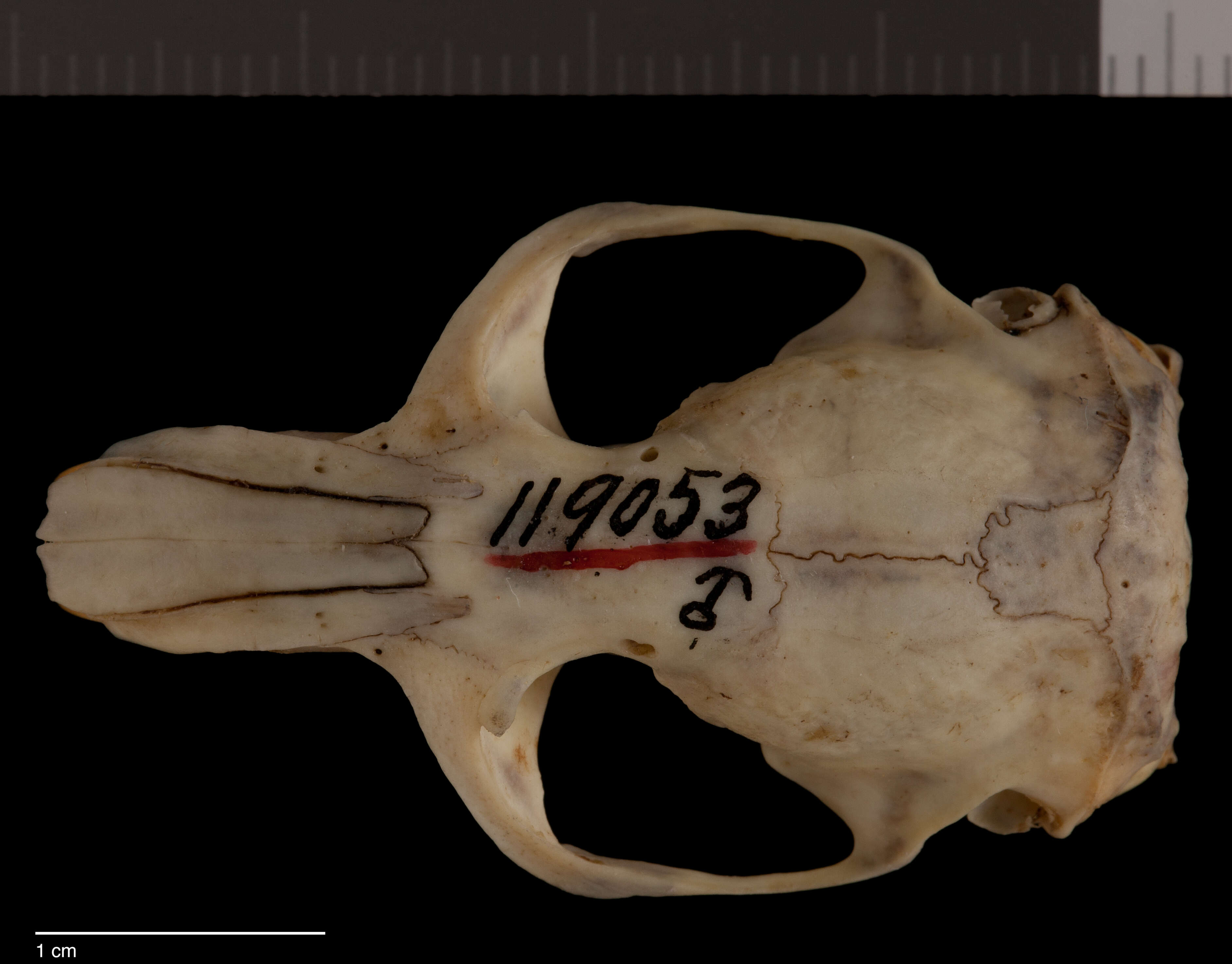 Image of Thomomys bottae actuosus Kelson 1951