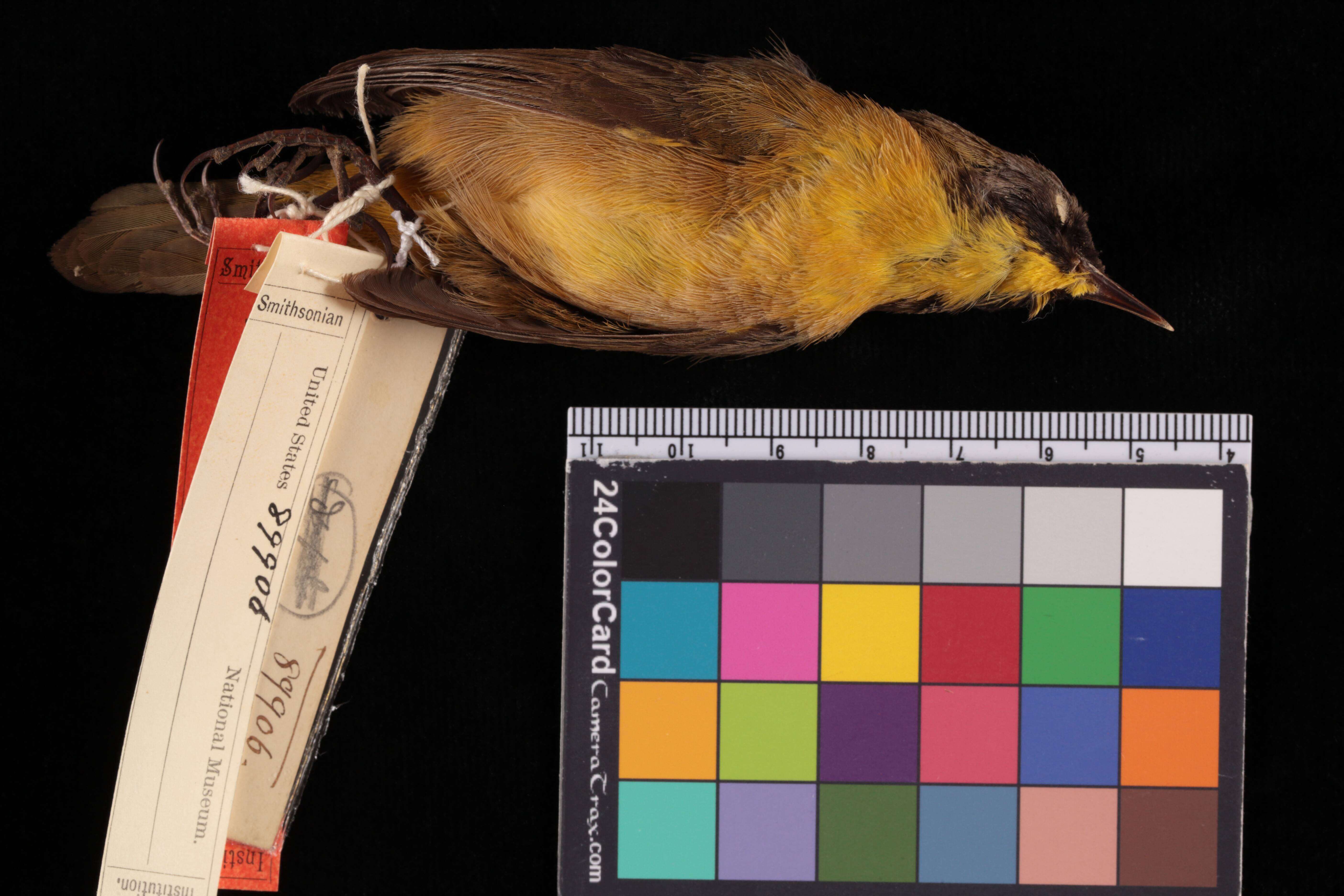 Image of black polled yellowthroat