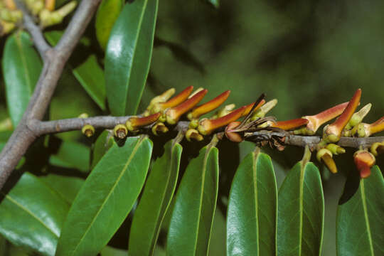 Image of Xylopia aromatica (Lam.) Mart.