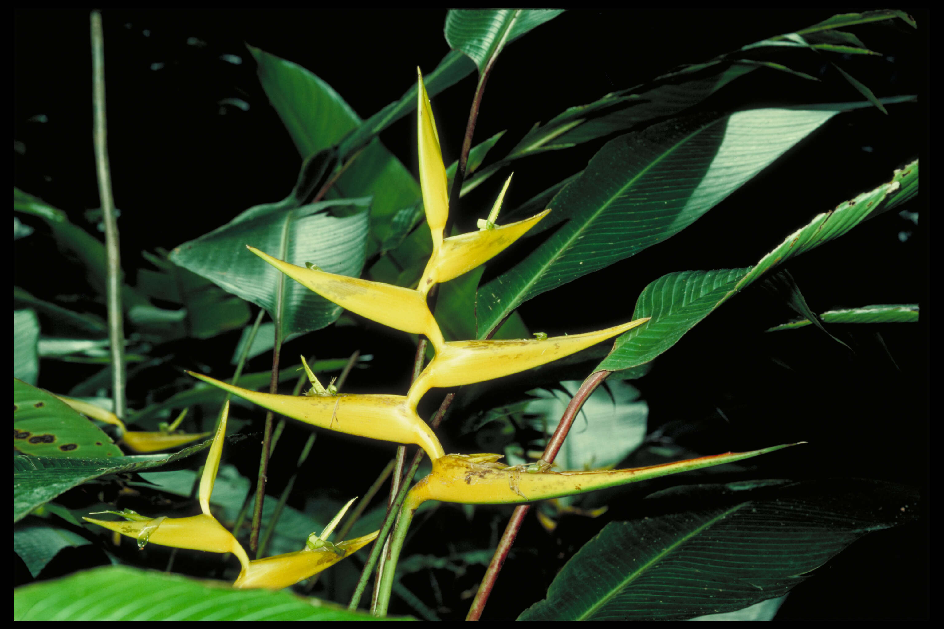 Image de Heliconia lutea W. J. Kress