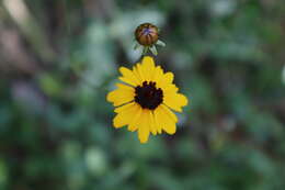 Coreopsis gladiata Walter的圖片