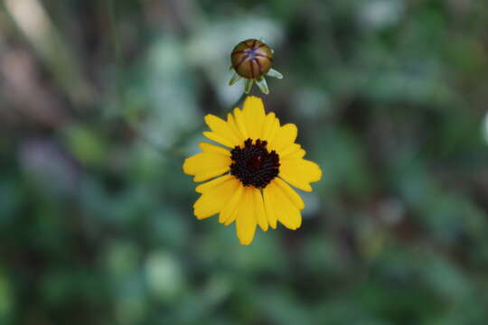 Coreopsis gladiata Walter的圖片