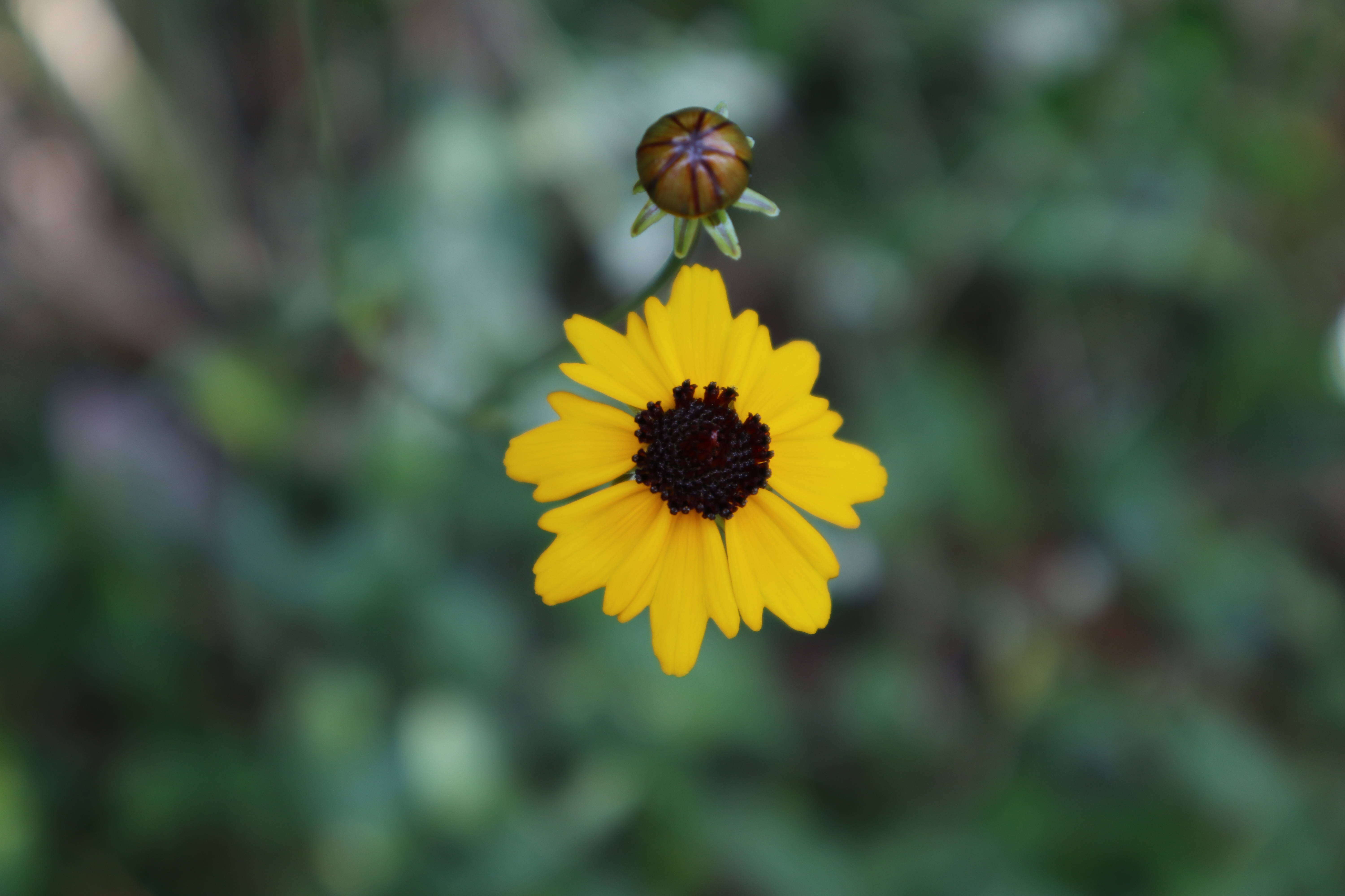 Image of Coreopsis gladiata Walter