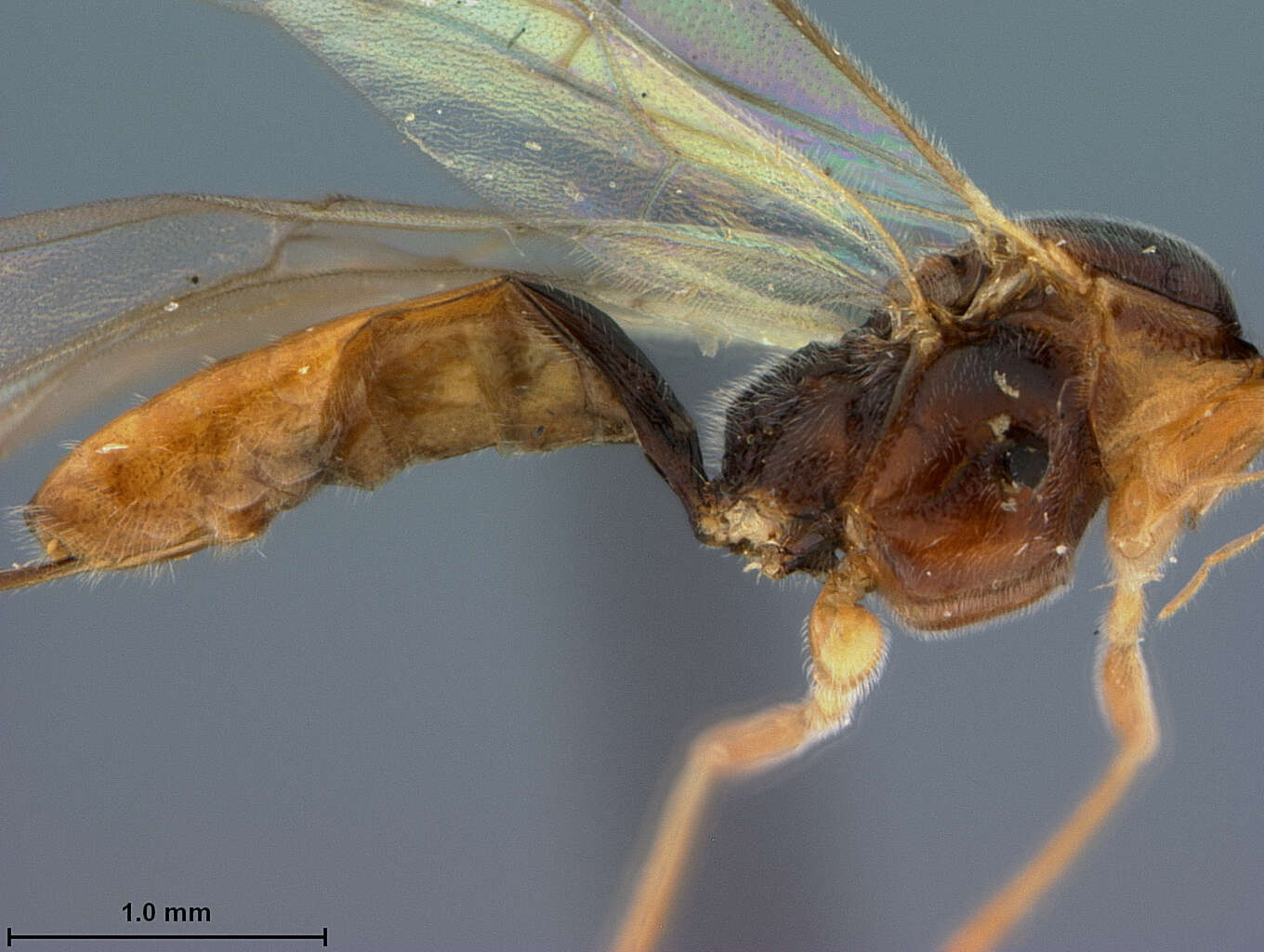 Image of Meteorus argyrotaeniae Johansen 1949