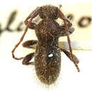 Image of Ipochus globicollis Casey 1913