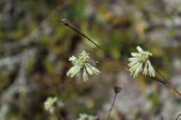 Imagem de Eriogonum longifolium var. gnaphalifolium Gand.