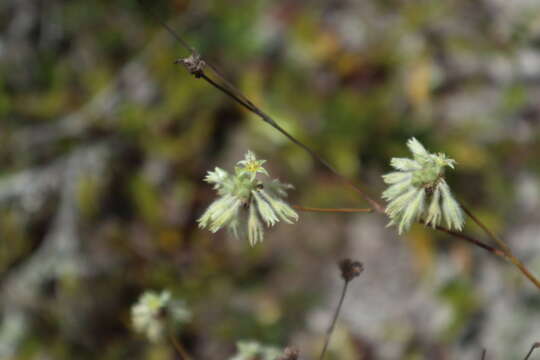 Imagem de Eriogonum longifolium var. gnaphalifolium Gand.