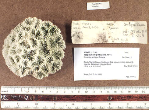 Image of Rough star coral