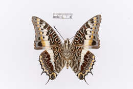 Image of Charaxes castor