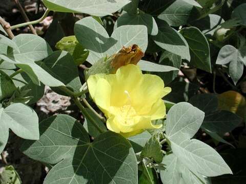 Image of Hawai'ian cotton