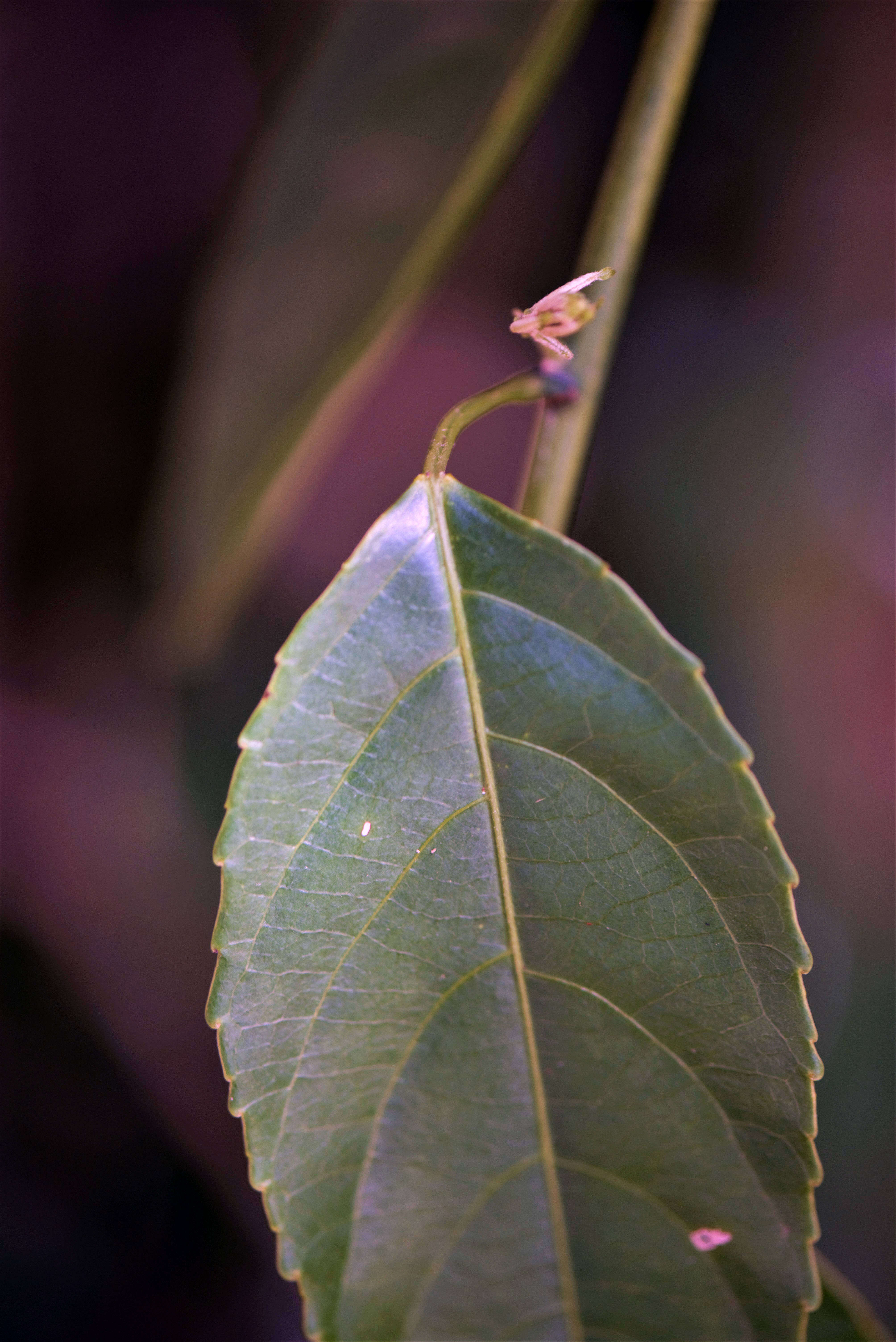 صورة Plukenetia serrata (Vell.) L. J. Gillespie