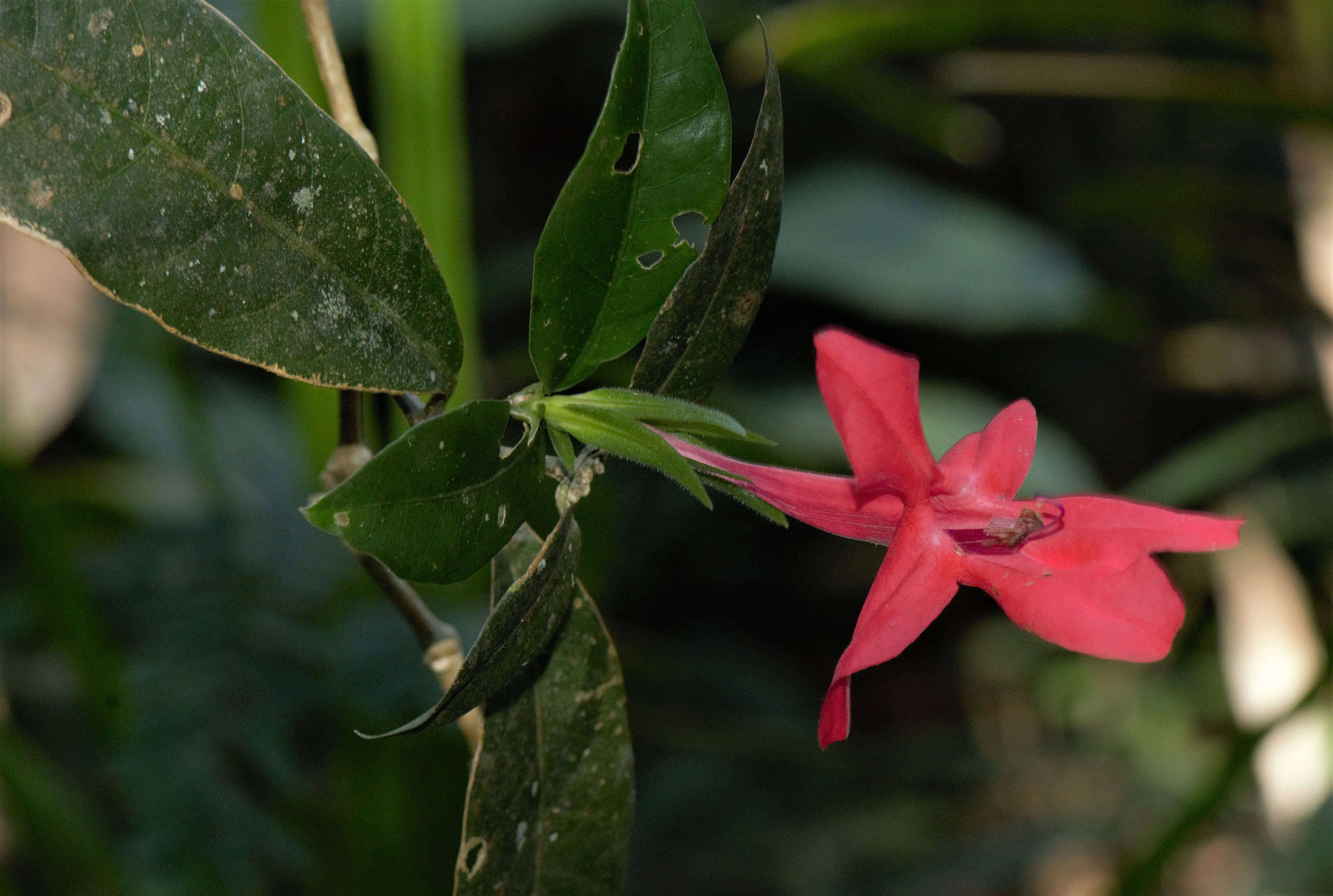 Image of Ruellia affinis (Schrad.) Lindau