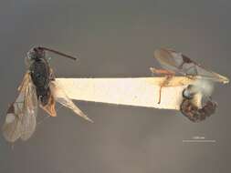 Image of Microplitis Förster 1862