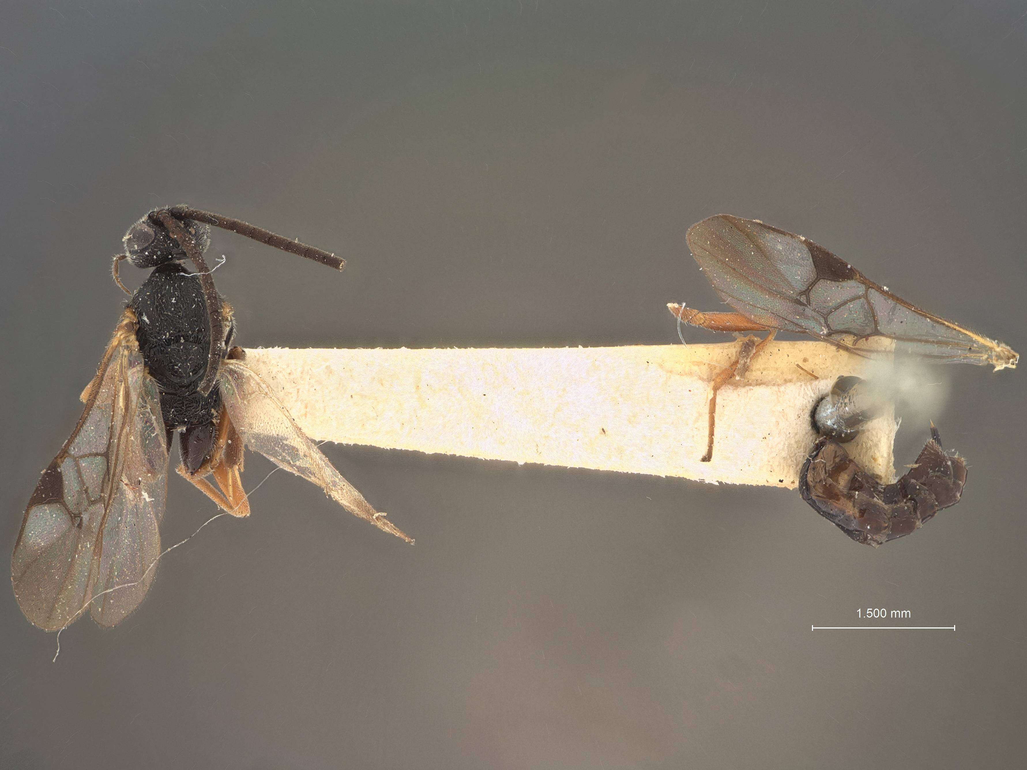 Image of Microplitis Förster 1862