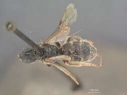 Image of Halictus