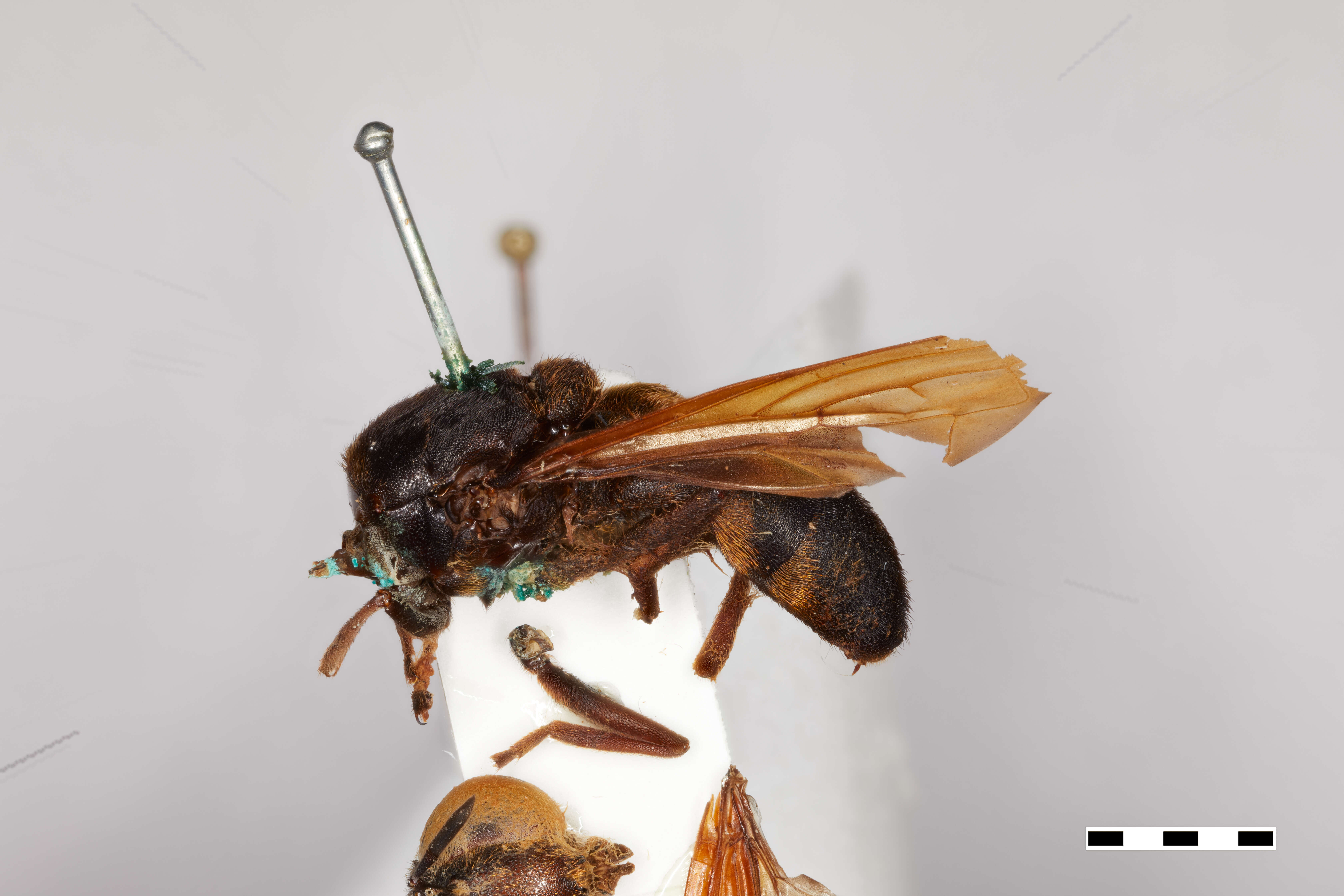 Image of Microdon flavipennis Curran 1925