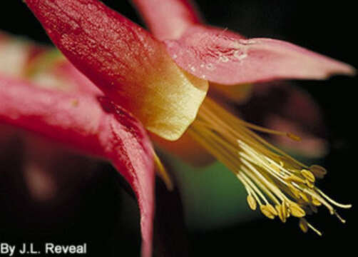 Image of red columbine